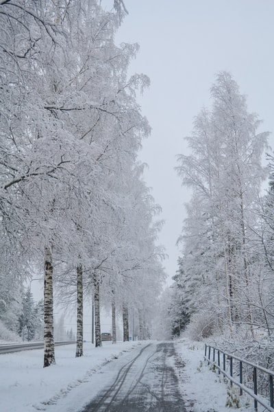 雪树